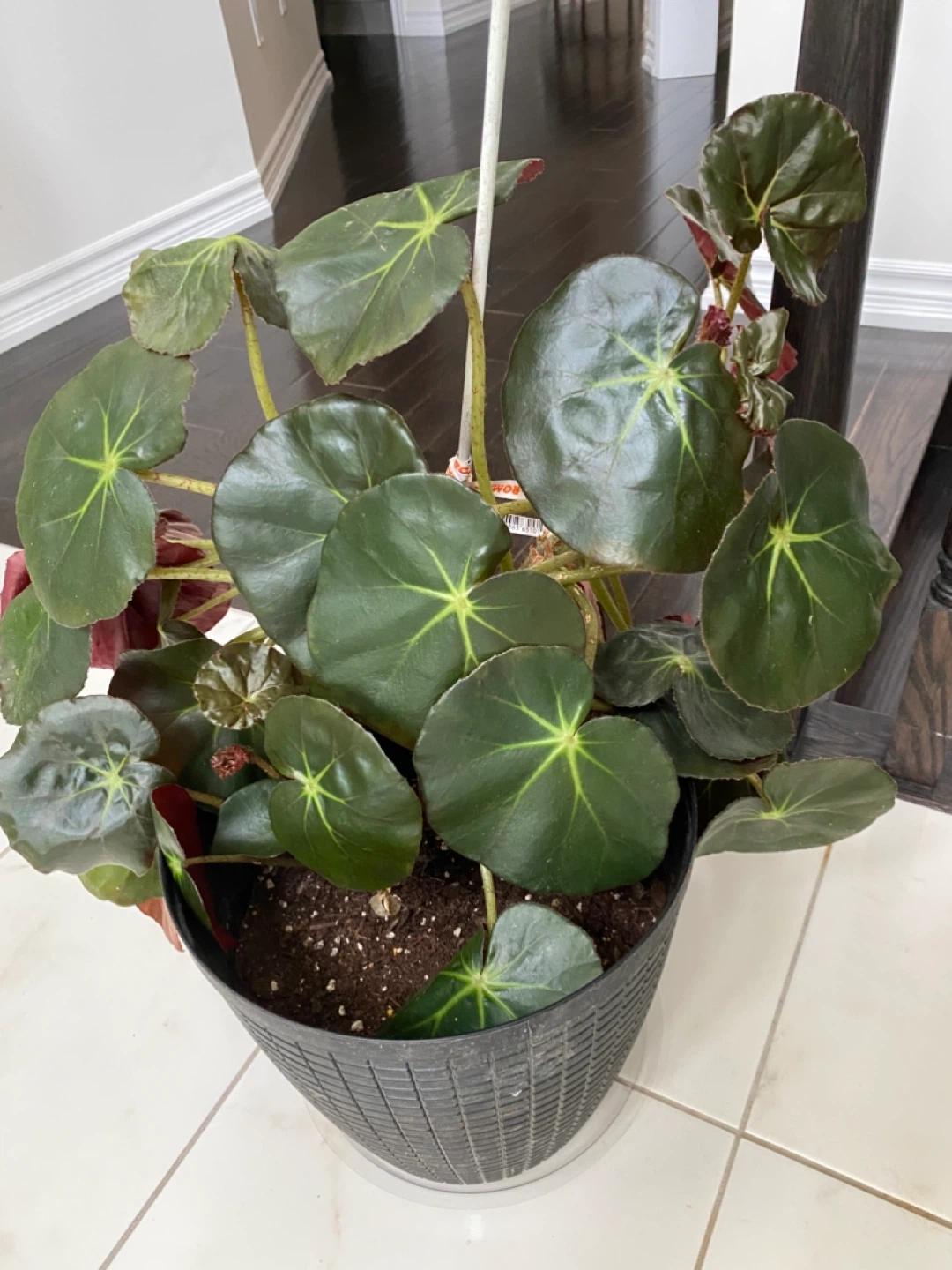 Large Beefsteak Begonia Plant