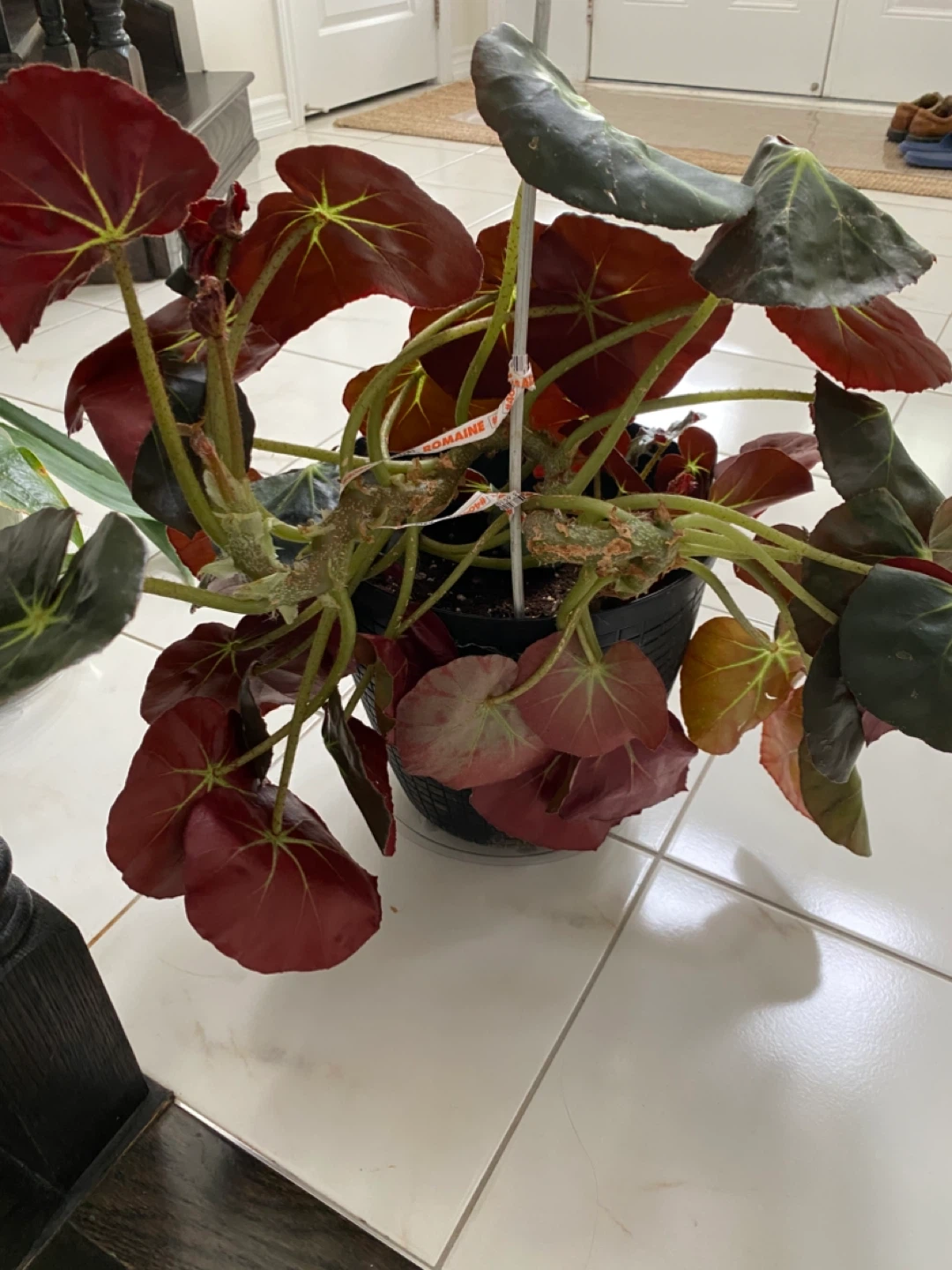 Large Beefsteak Begonia Plant - photo 3