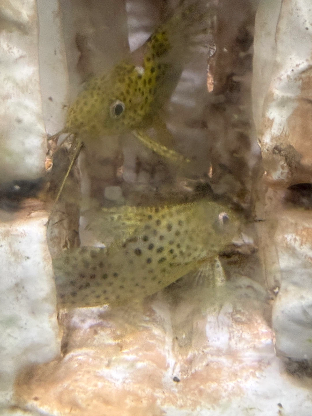 Angel fish and catfish - photo 3