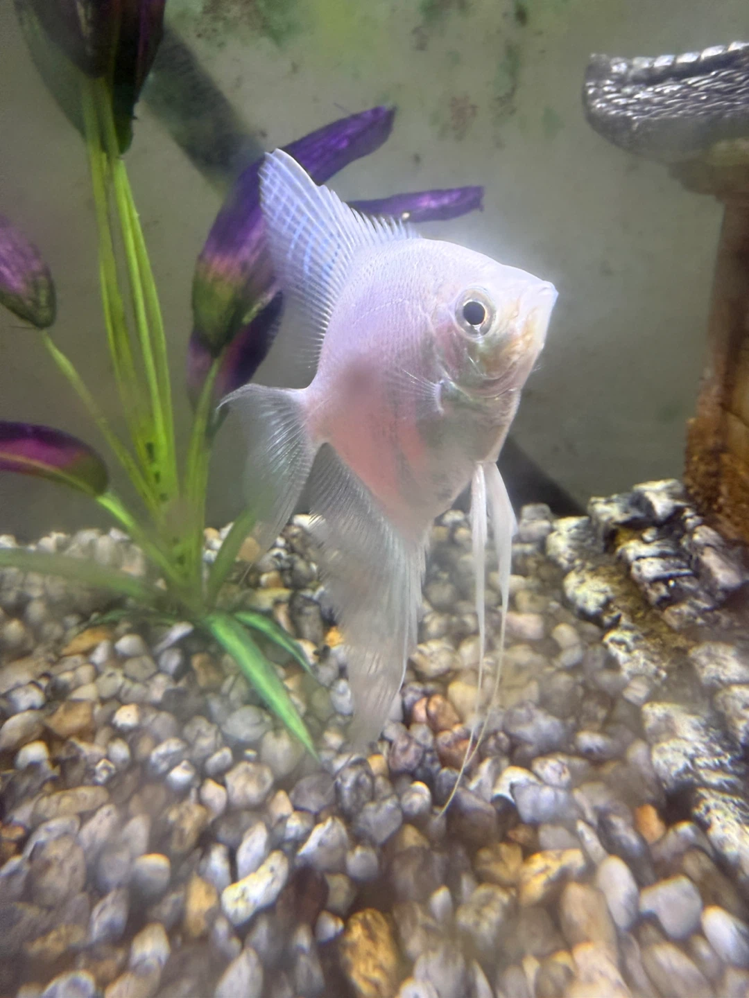 Angel fish and catfish - photo 2