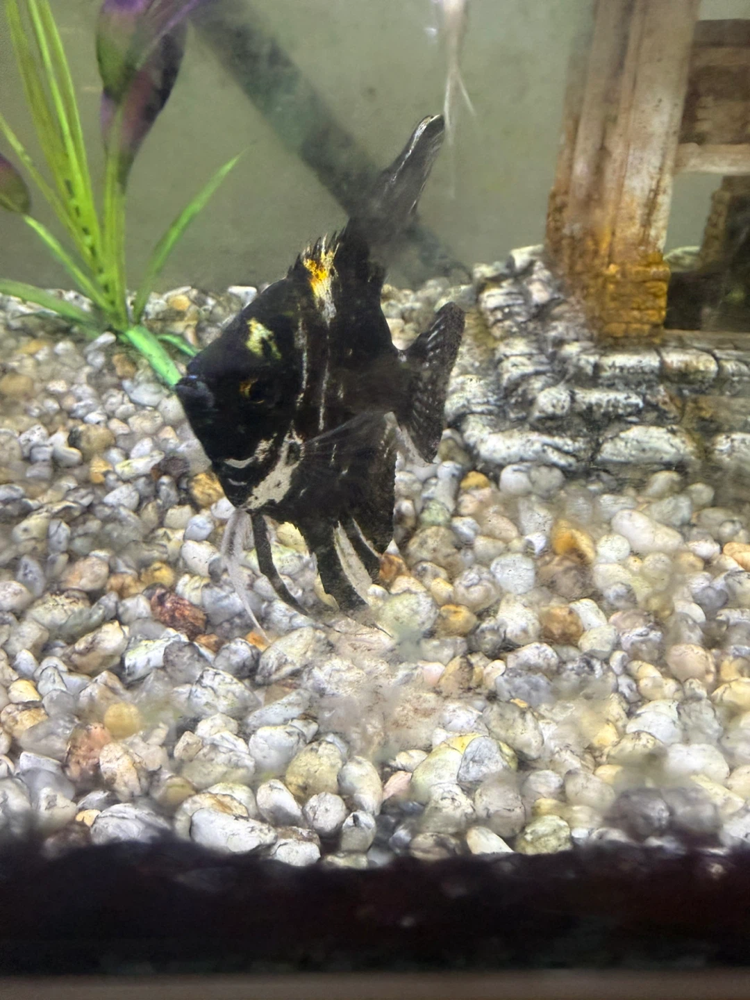Angel fish and catfish