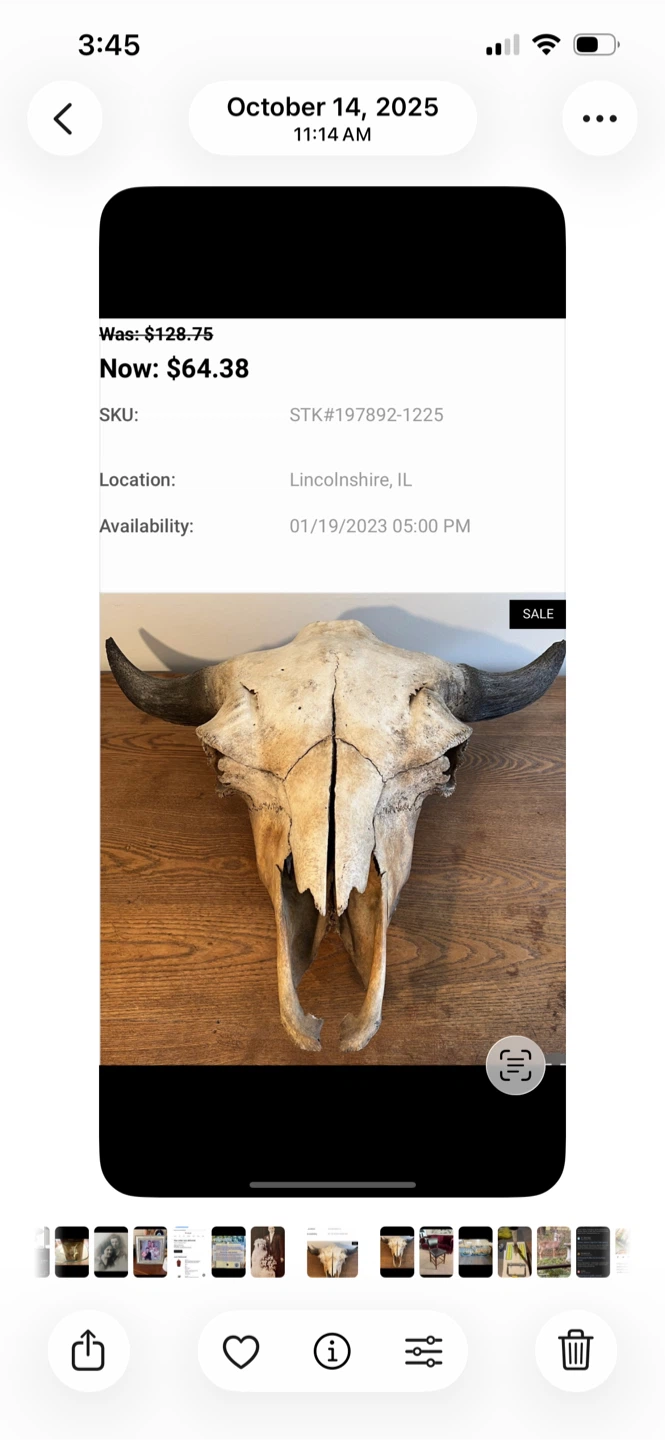 Bison Skull !!!