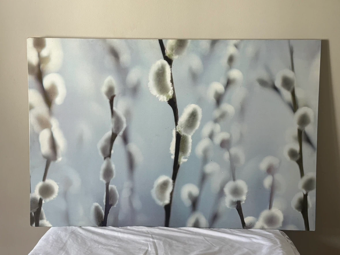 Canvas Wall Art - Pussy Willows