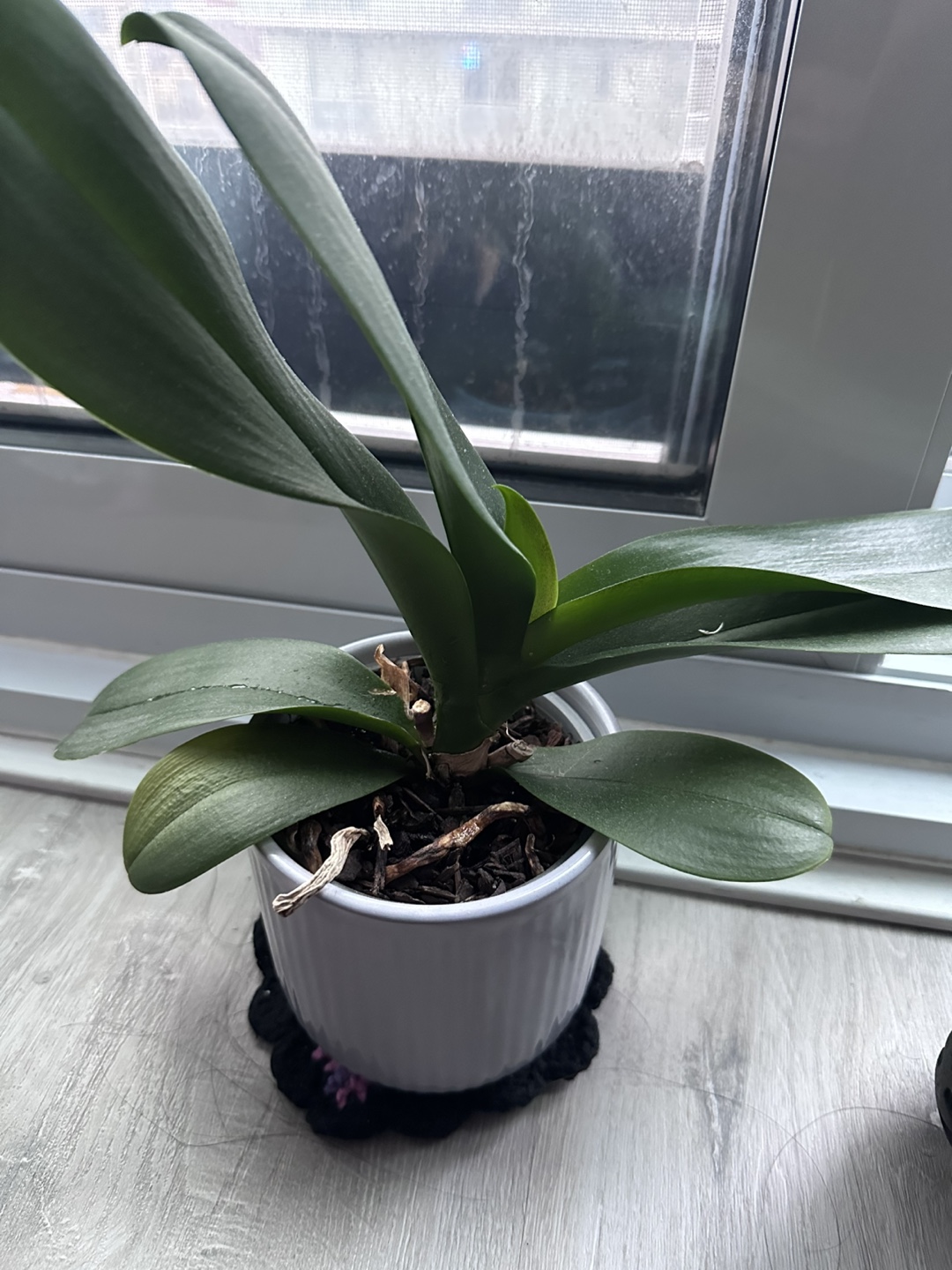 Orchid Plant in light purple pot - photo 2