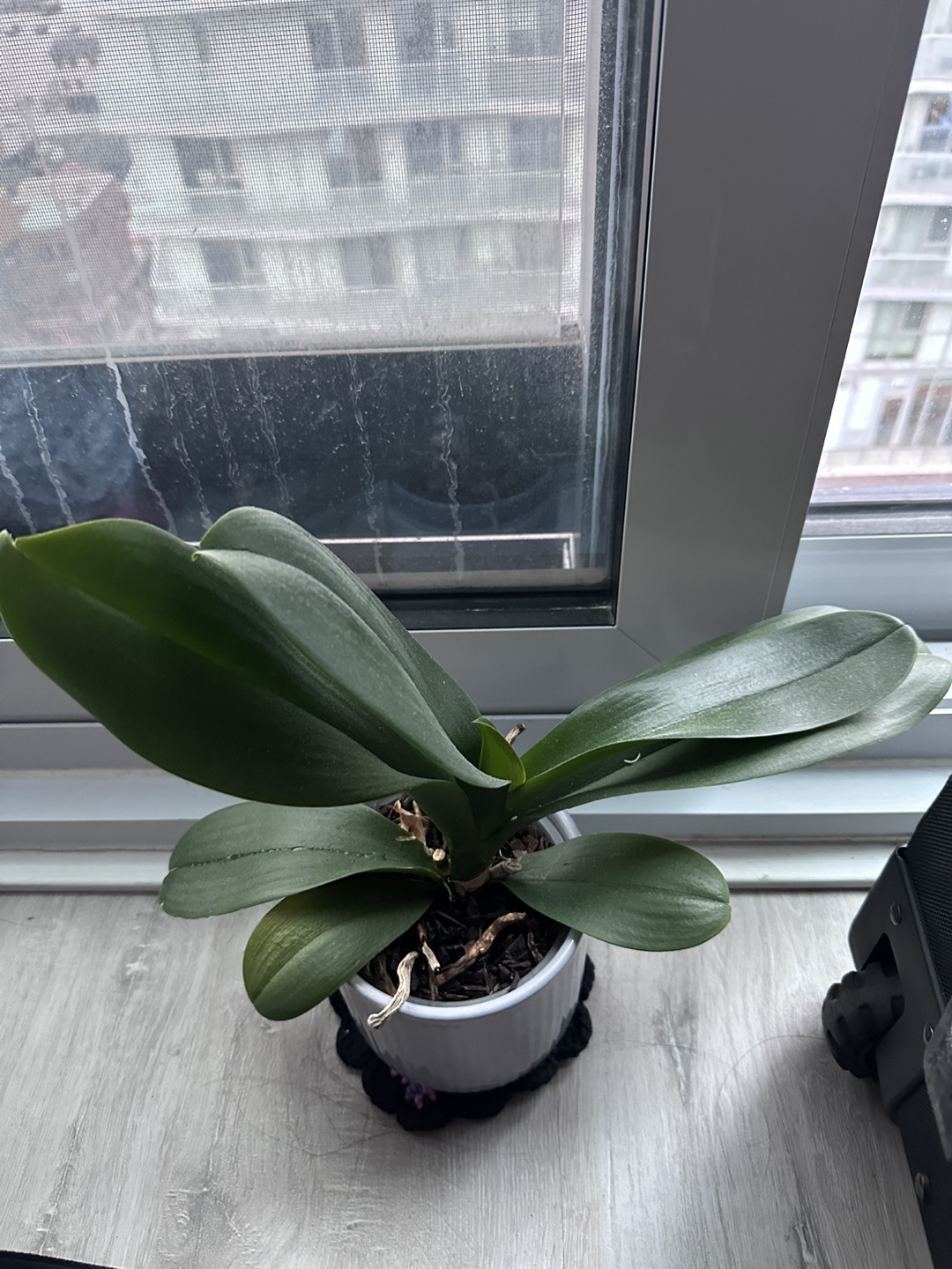 Orchid Plant in light purple pot