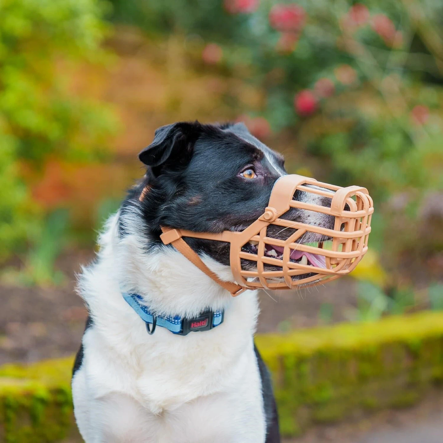Baskerville Muzzle