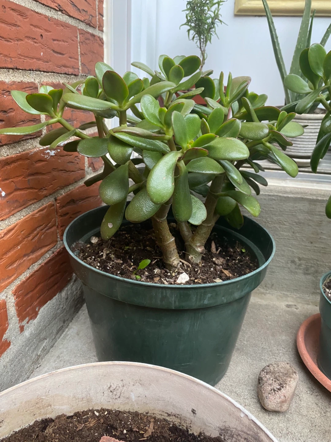 Jade Plants in Pots (two) - photo 5
