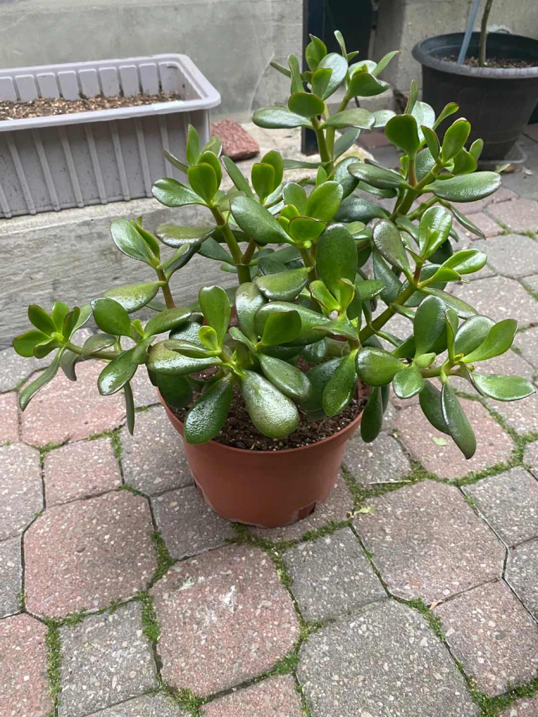 Jade Plants in Pots (two)