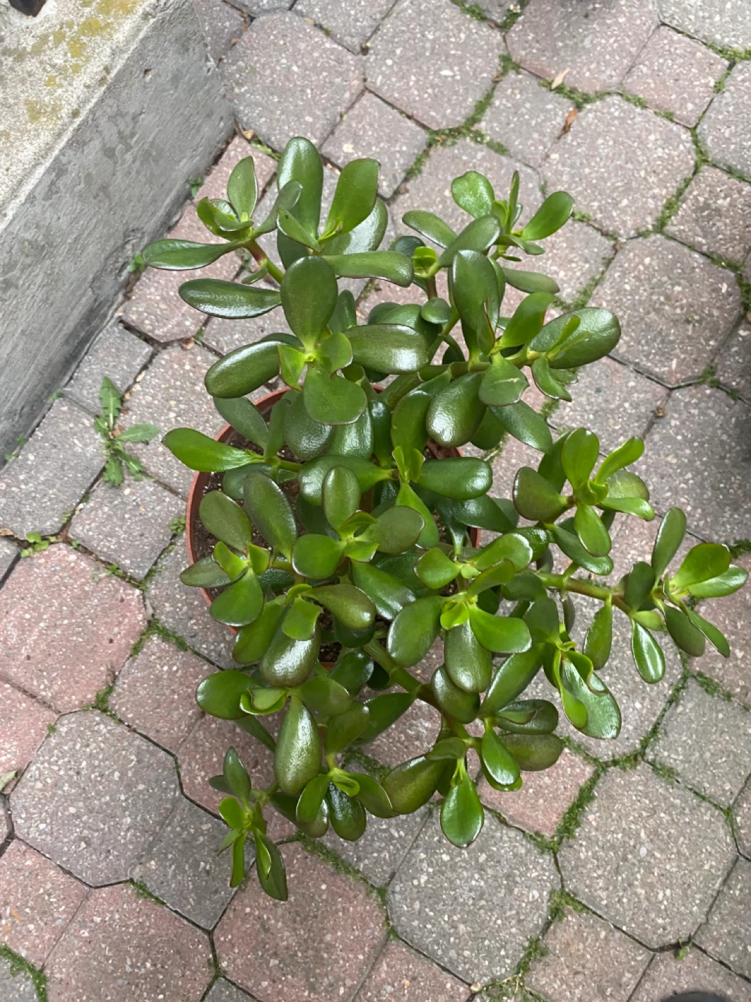 Jade Plants in Pots (two) - photo 2