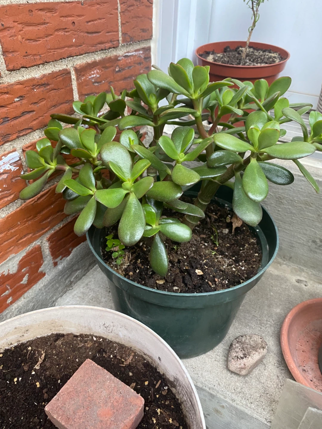 Jade Plants in Pots (two) - photo 4