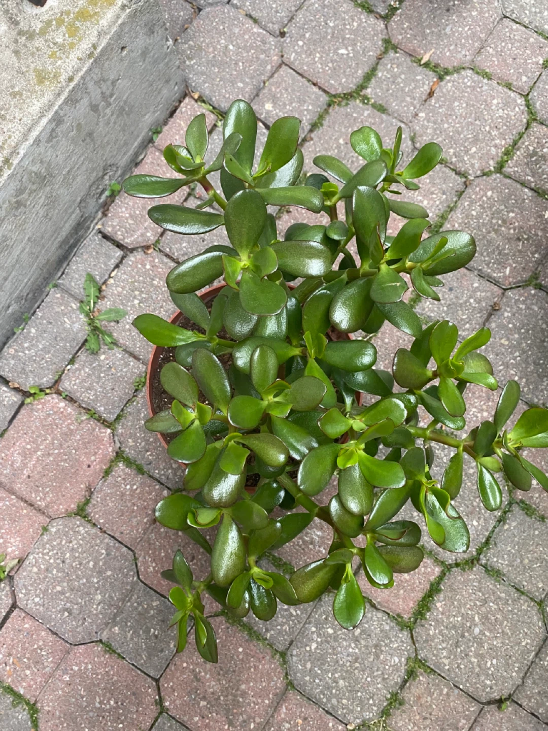 Jade Plants in Pots (two) - photo 3