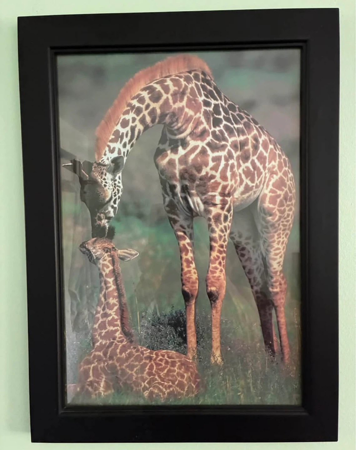 Set of 4 Framed Wild Animal Prints