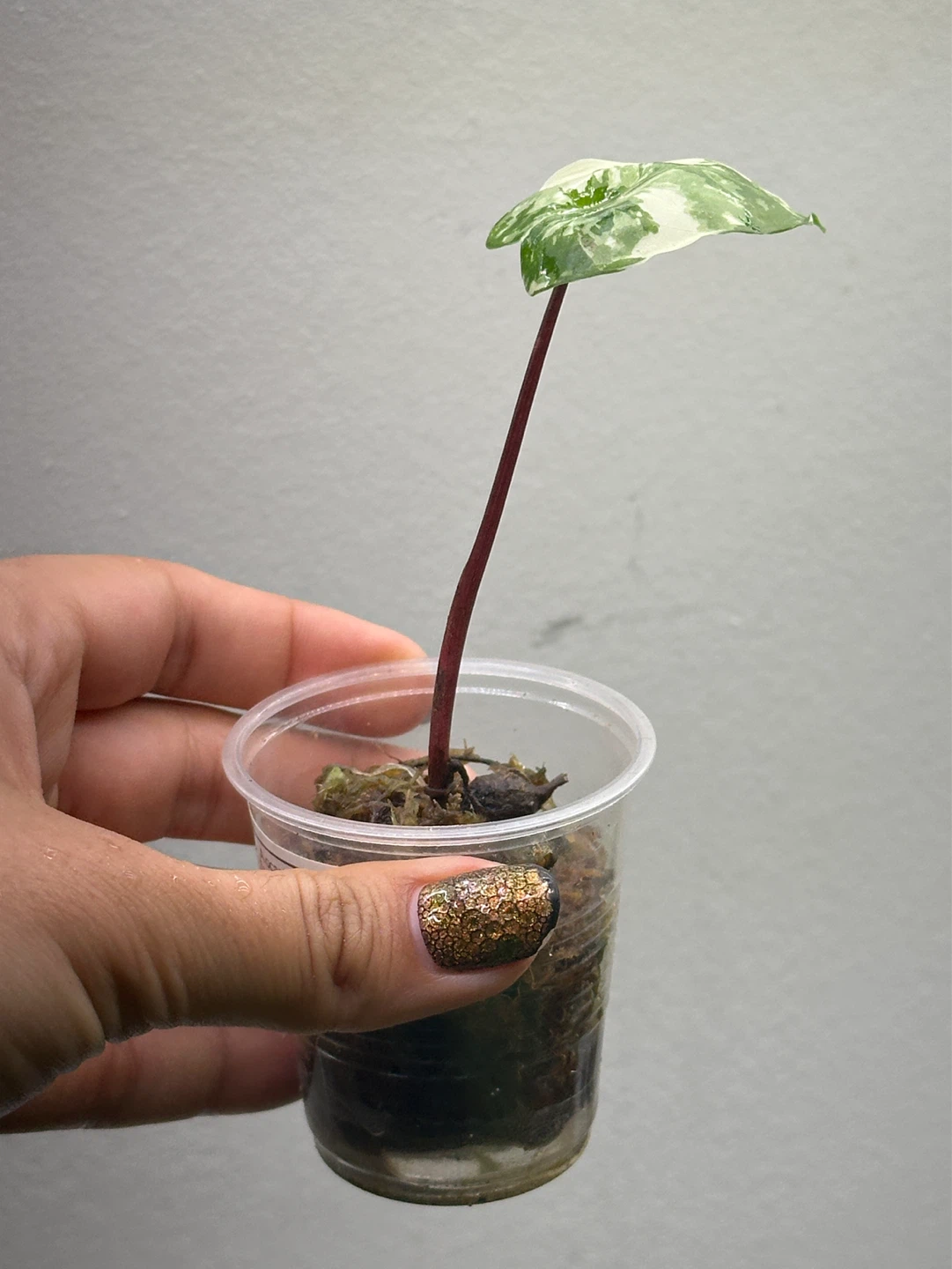 Alocasia Black Stem Variegated Plant - photo 2