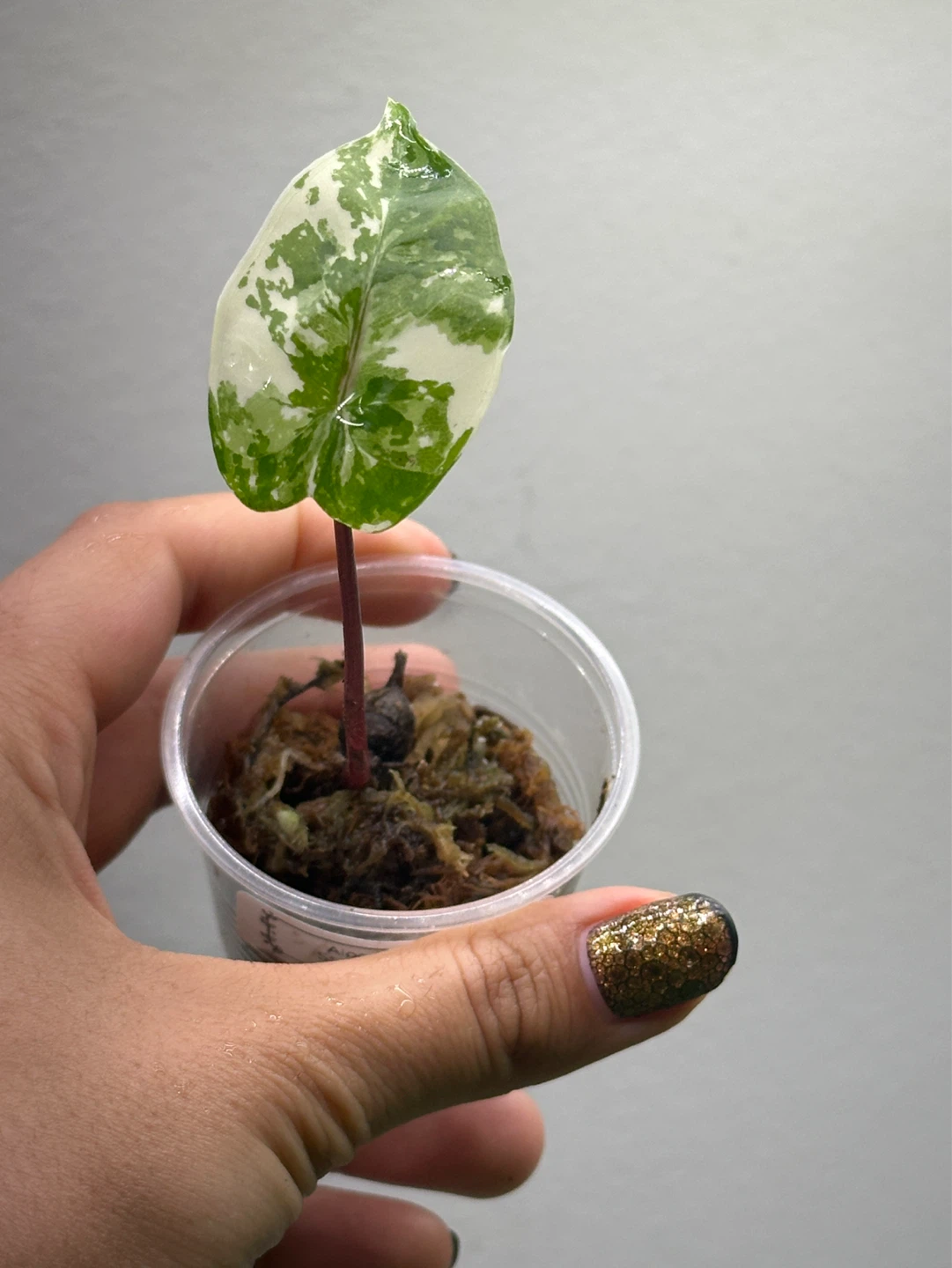 Alocasia Black Stem Variegated Plant