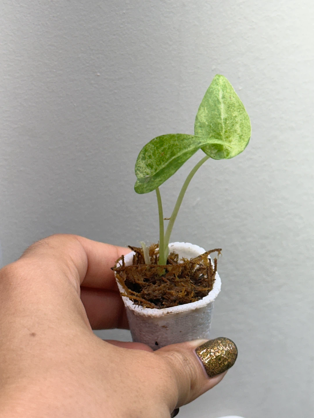 Alocasia Cucullata Variegated Plant - photo 2
