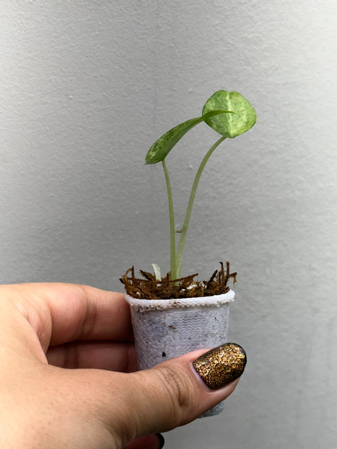 Alocasia Cucullata Variegated Plant - photo 3