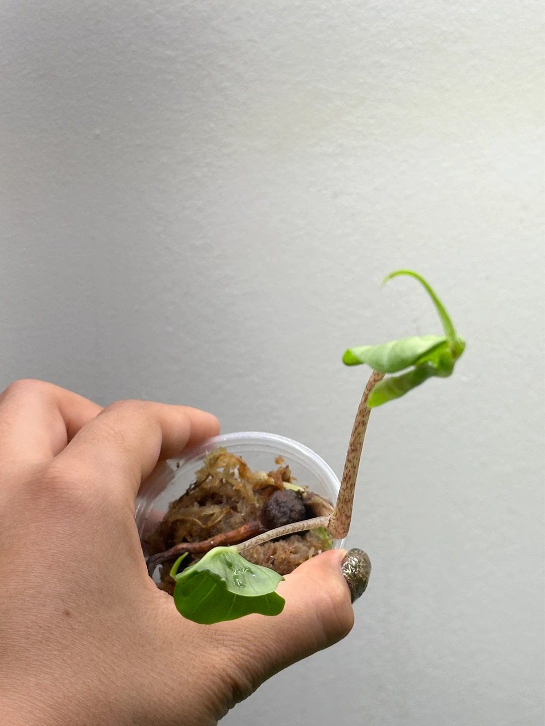 Alocasia Stingray Plant - photo 2