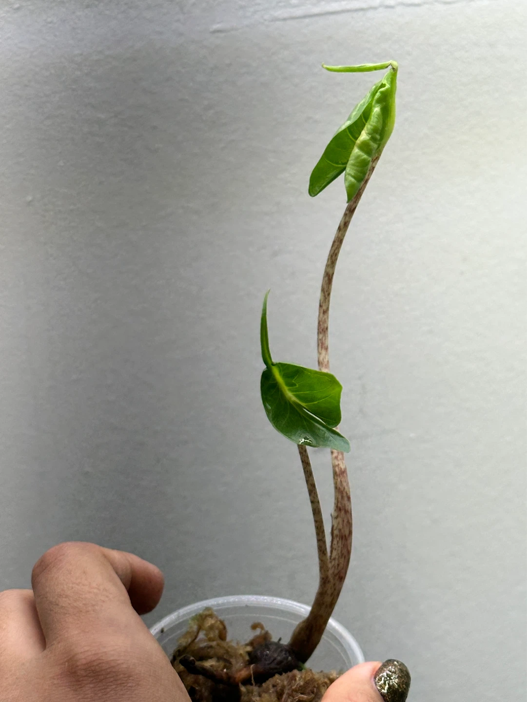Alocasia Stingray Plant