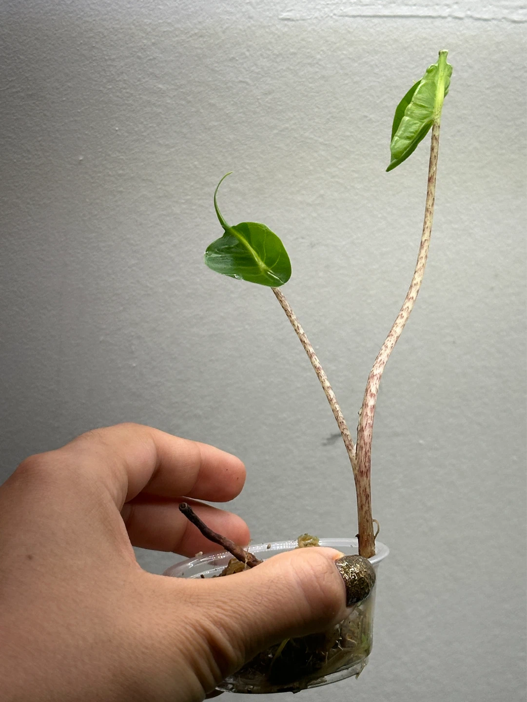 Alocasia Stingray Plant - photo 3