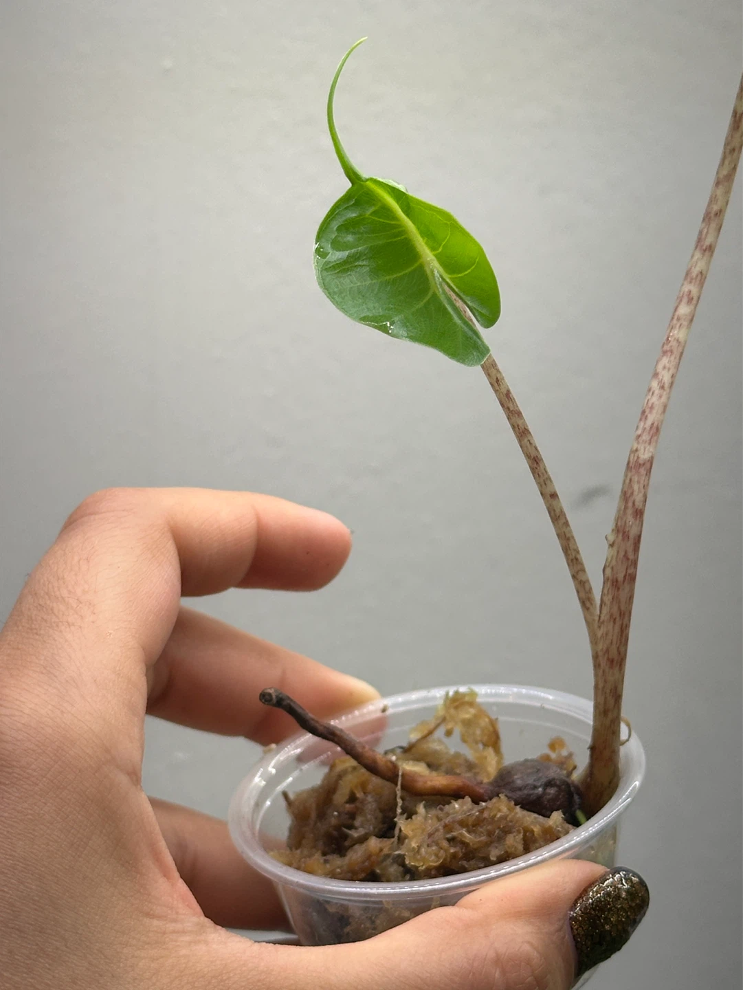 Alocasia Stingray Plant - photo 4