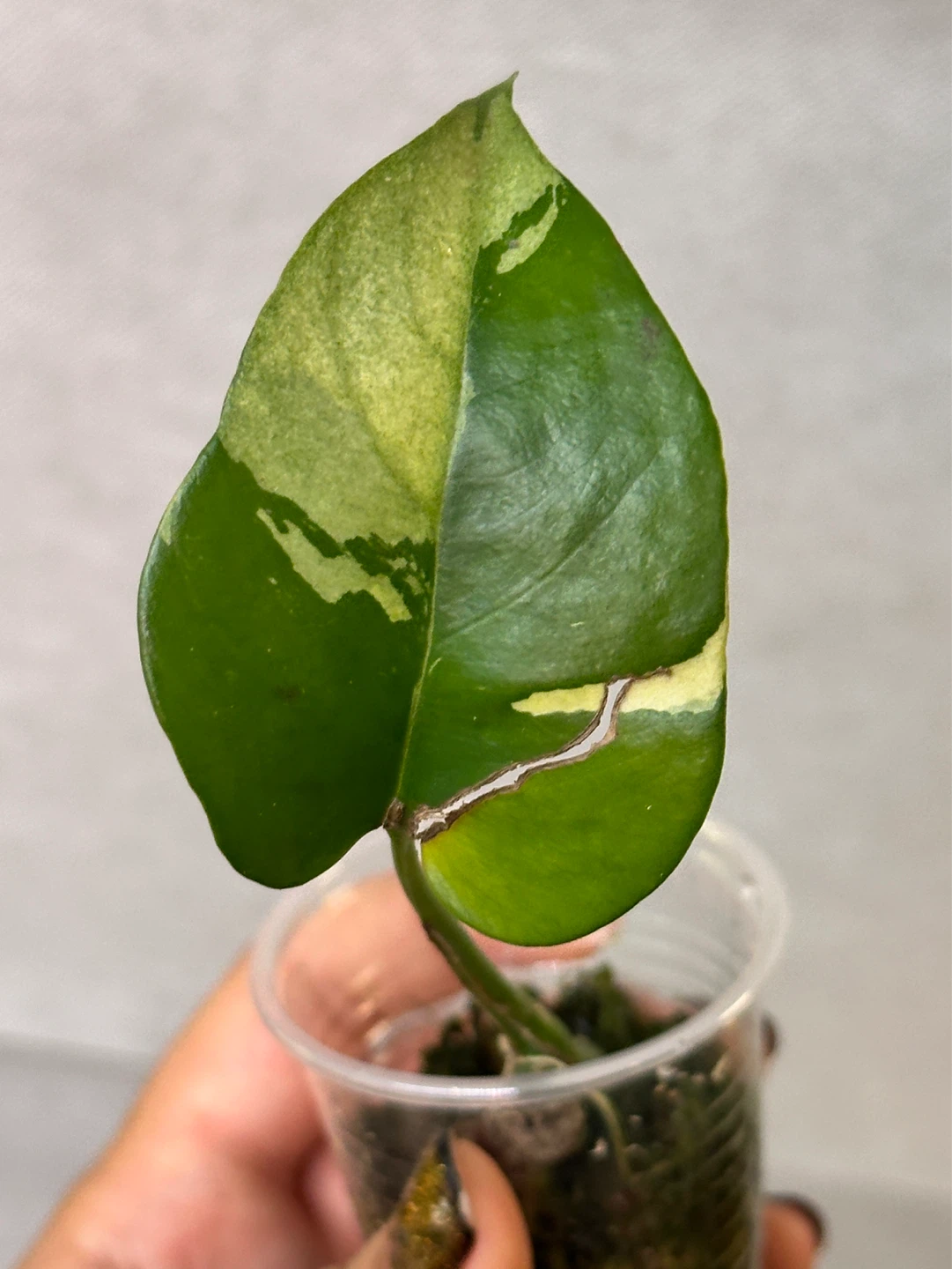 Raphidophora Tetrasperma Albo Variegated Plant