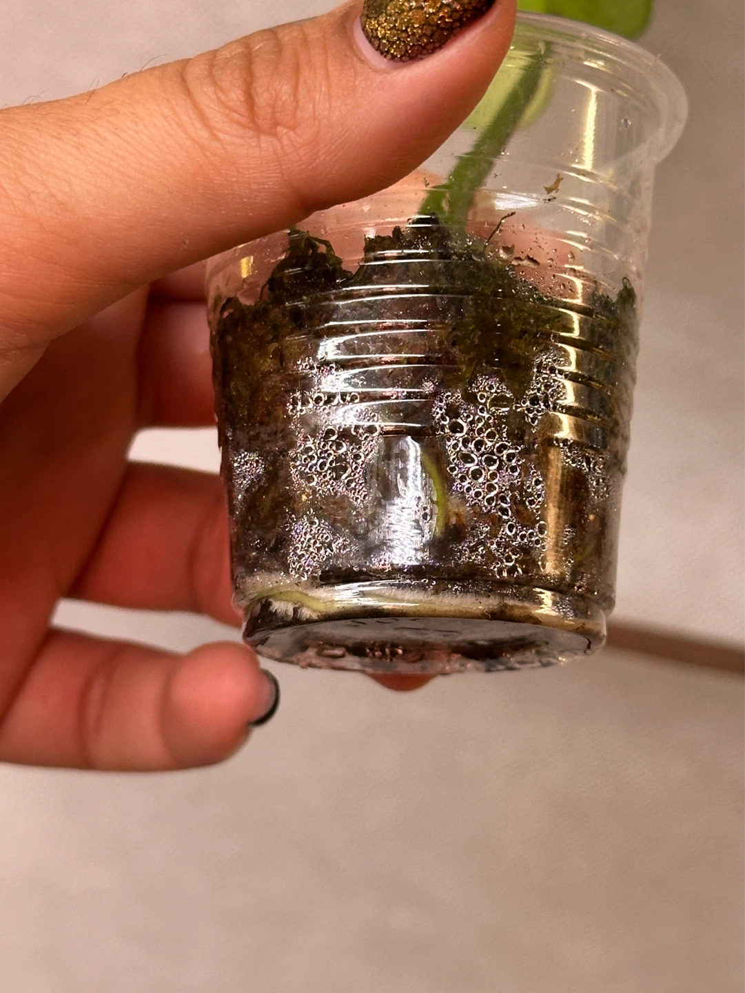 Raphidophora Tetrasperma Albo Variegated Plant - photo 4