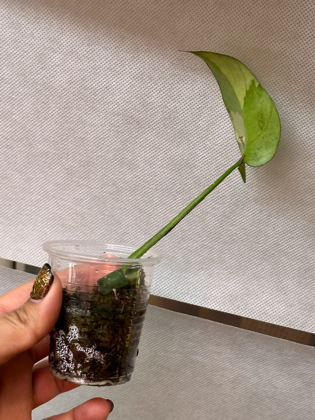 Raphidophora Tetrasperma Albo Variegated Plant - photo 3
