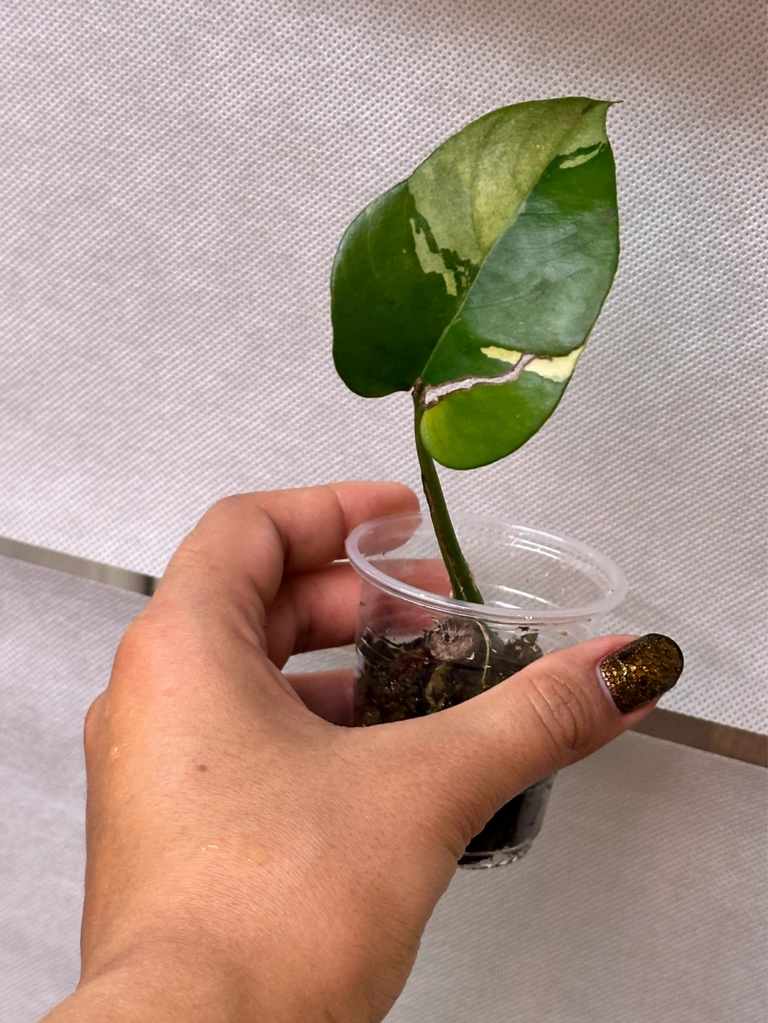 Raphidophora Tetrasperma Albo Variegated Plant - photo 2