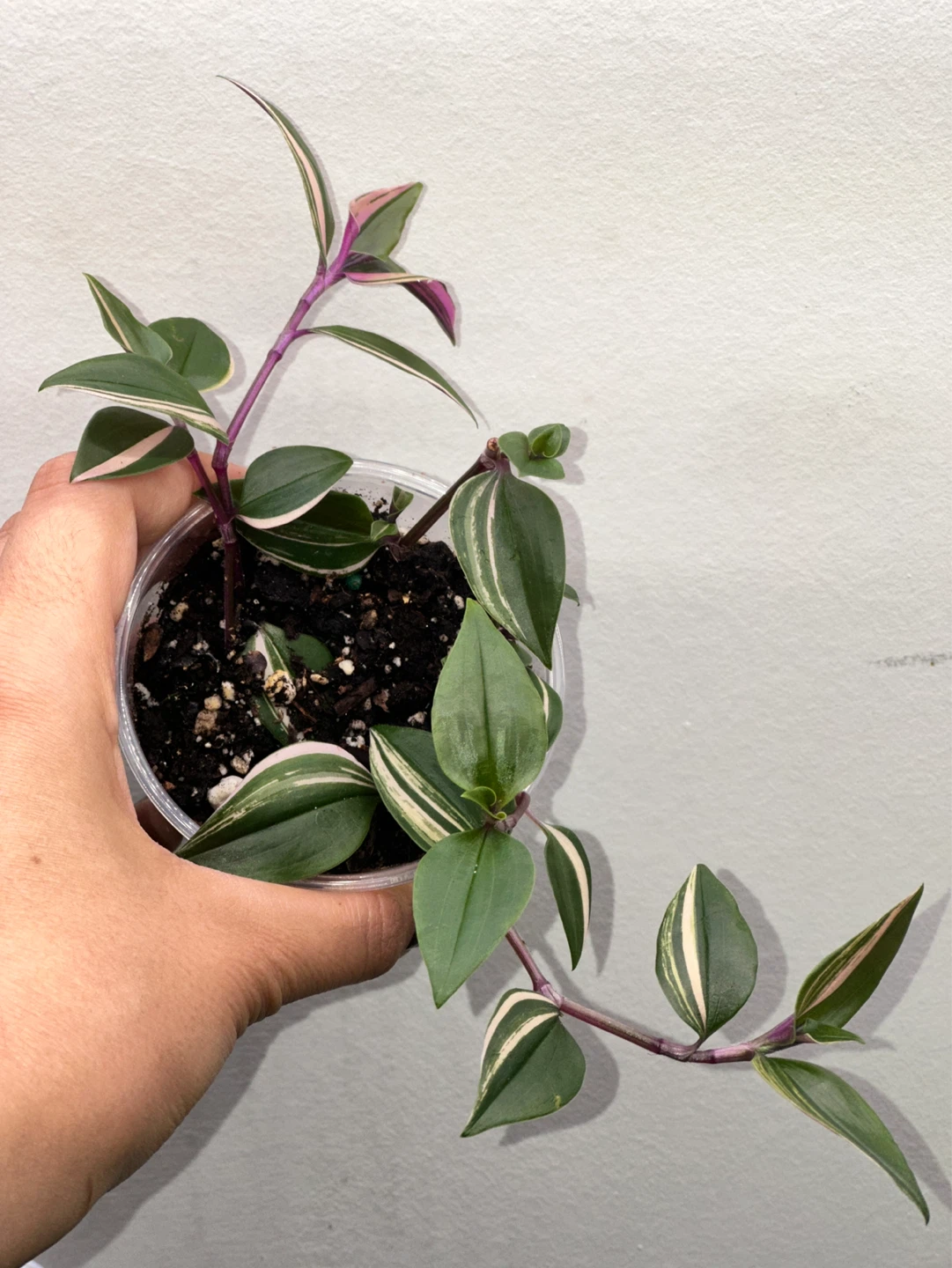 Tradescantia Fluminensis Tricolor Plant