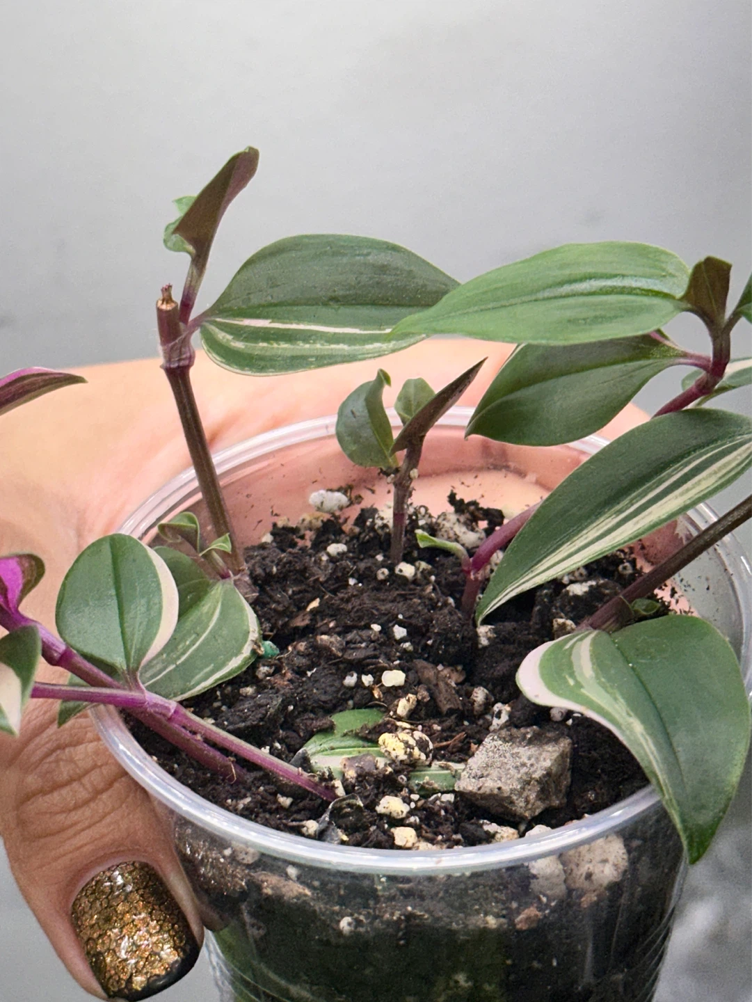 Tradescantia Fluminensis Tricolor Plant - photo 4