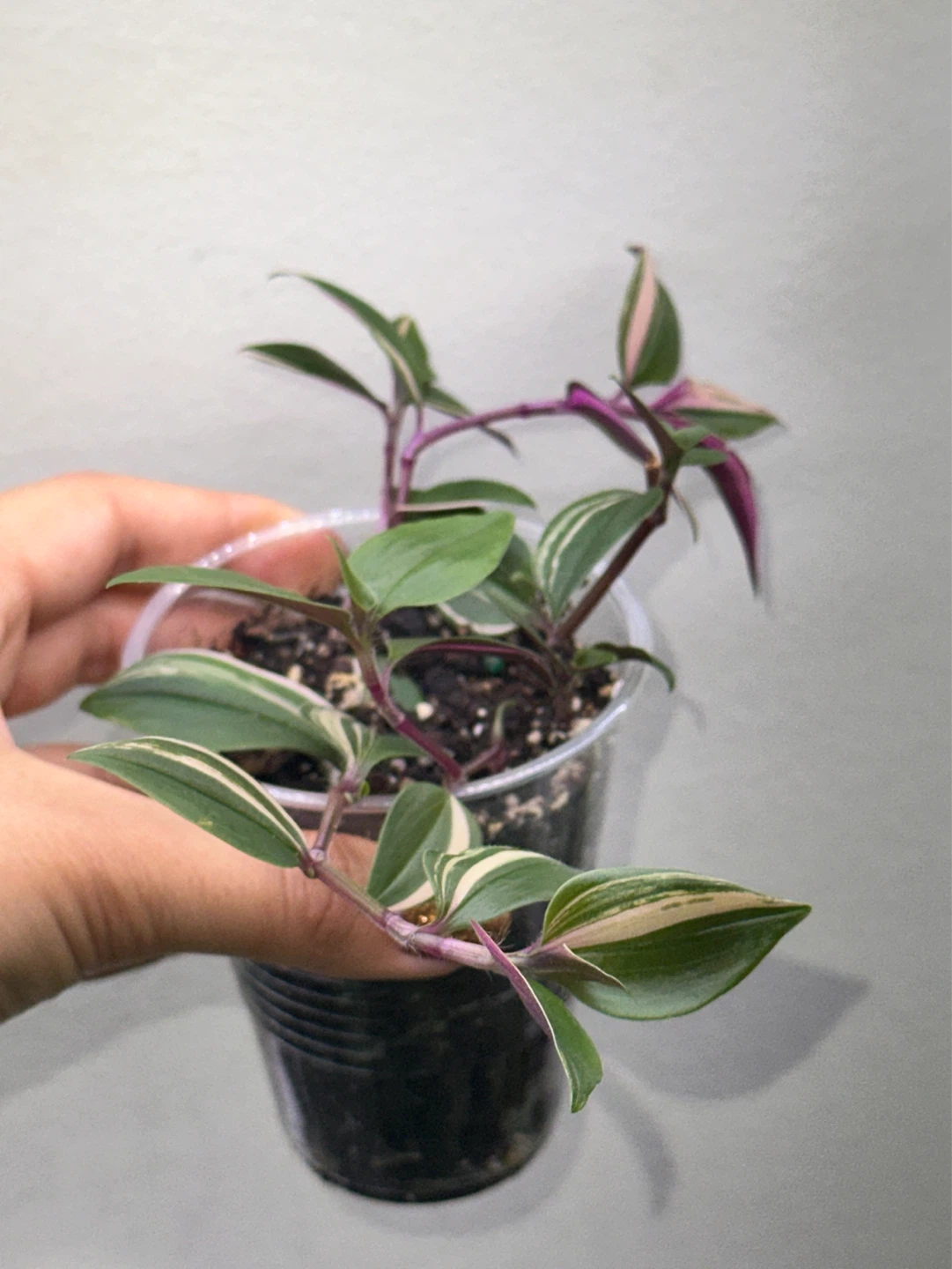 Tradescantia Fluminensis Tricolor Plant - photo 2