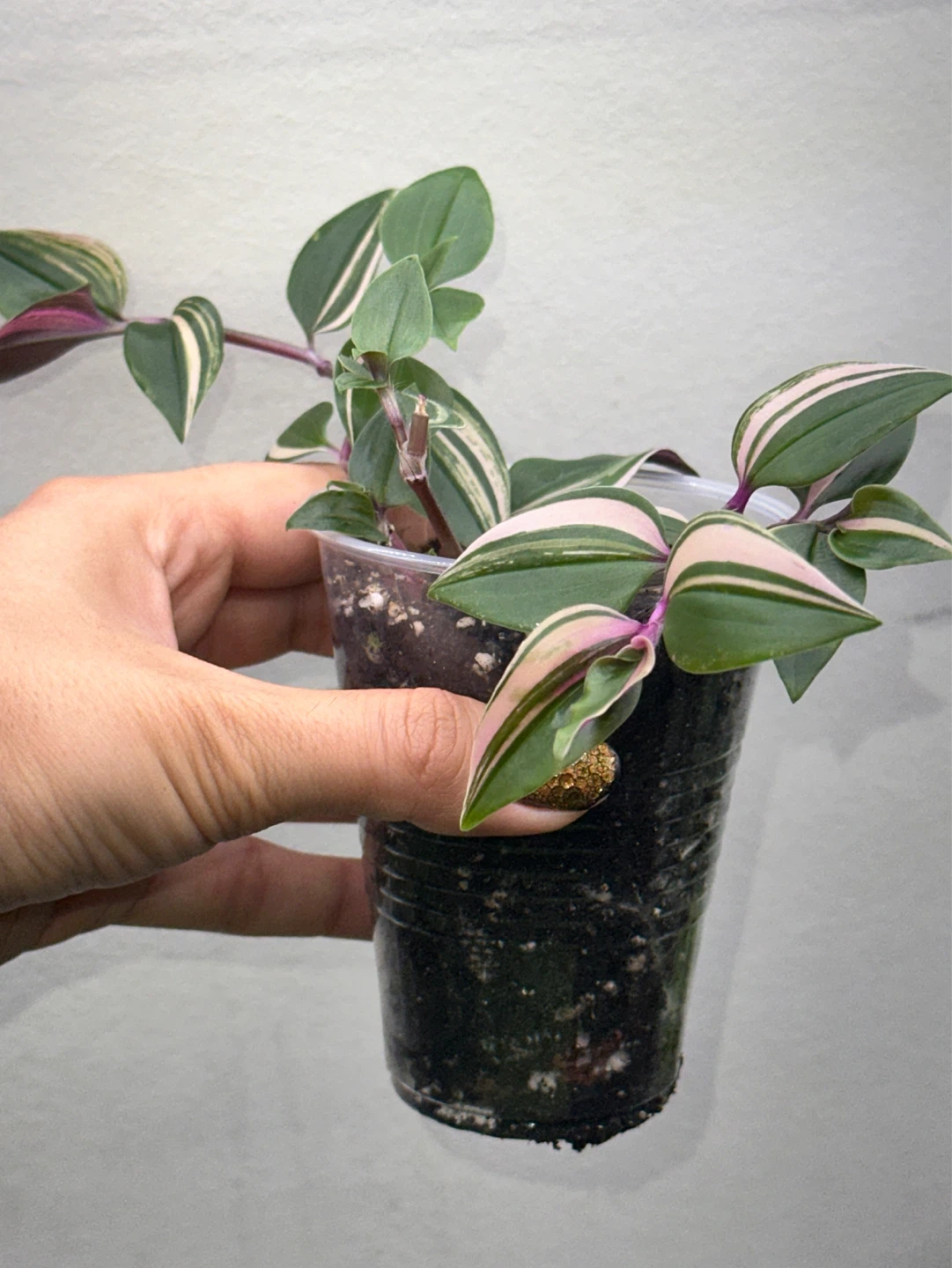 Tradescantia Fluminensis Tricolor Plant - photo 3