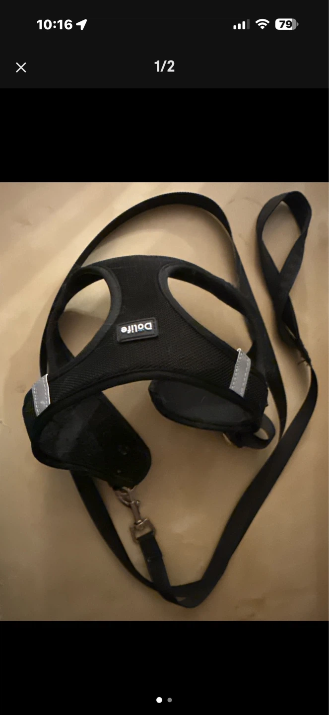 Black Dog Harness and Leash Set