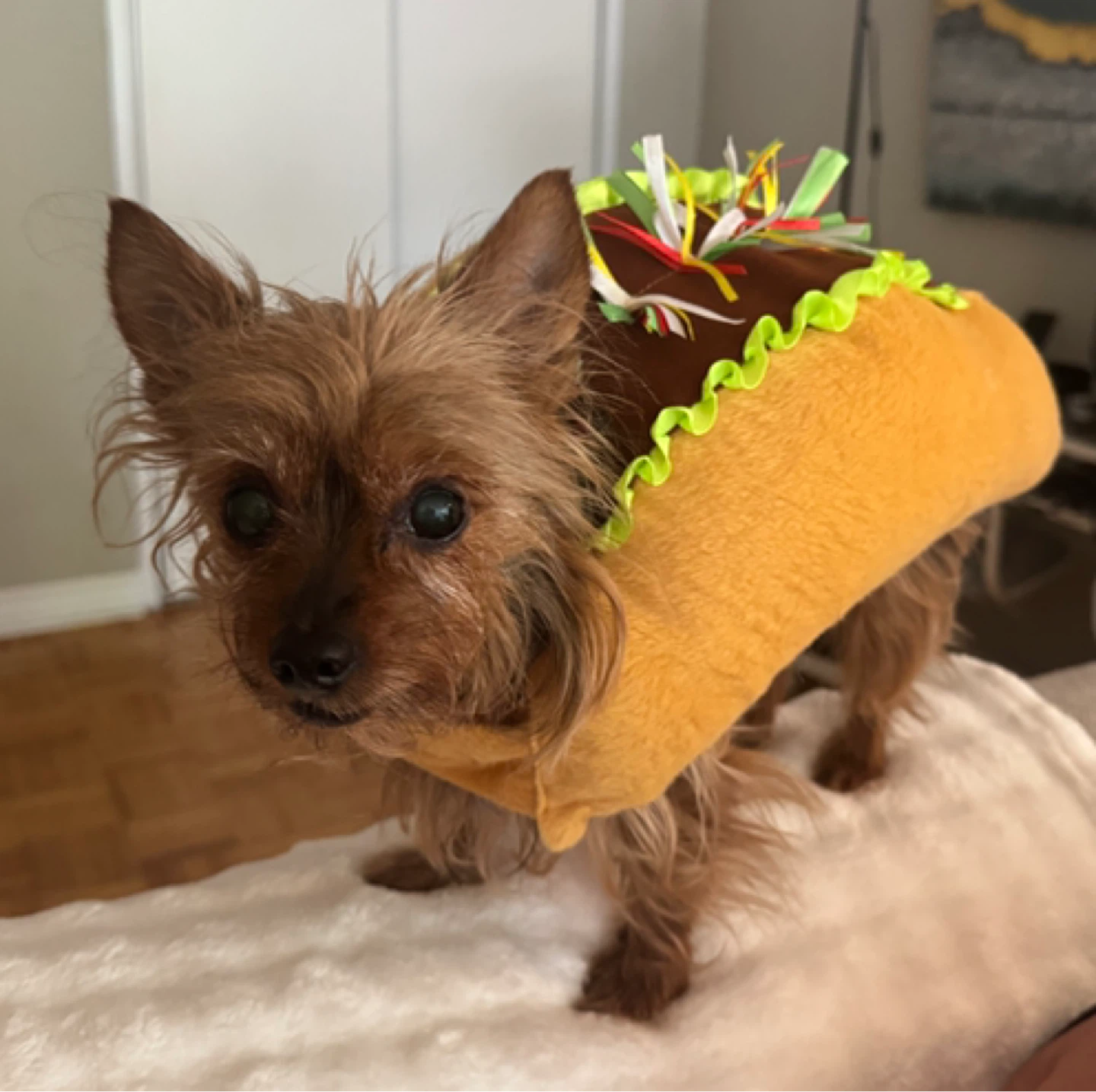 Small Dog Taco Costume ⚽️