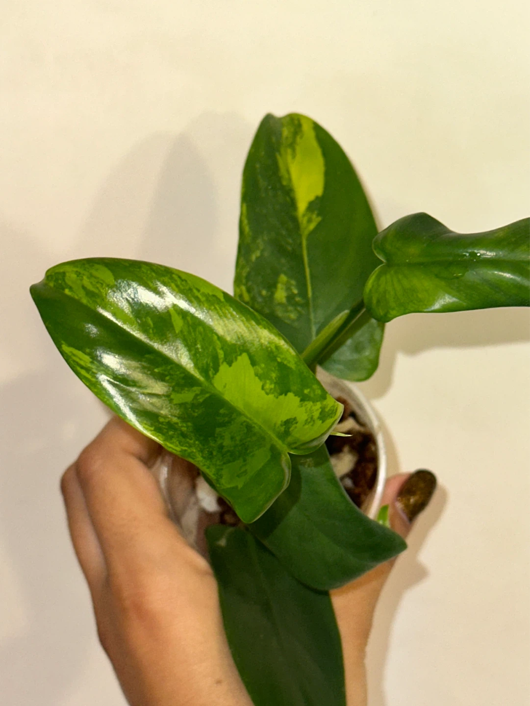 Philodendron Bipennifolium Variegated Plant - photo 3
