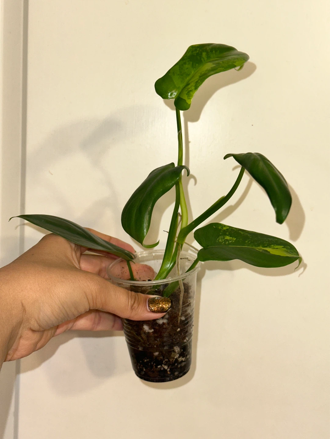 Philodendron Bipennifolium Variegated Plant - photo 4
