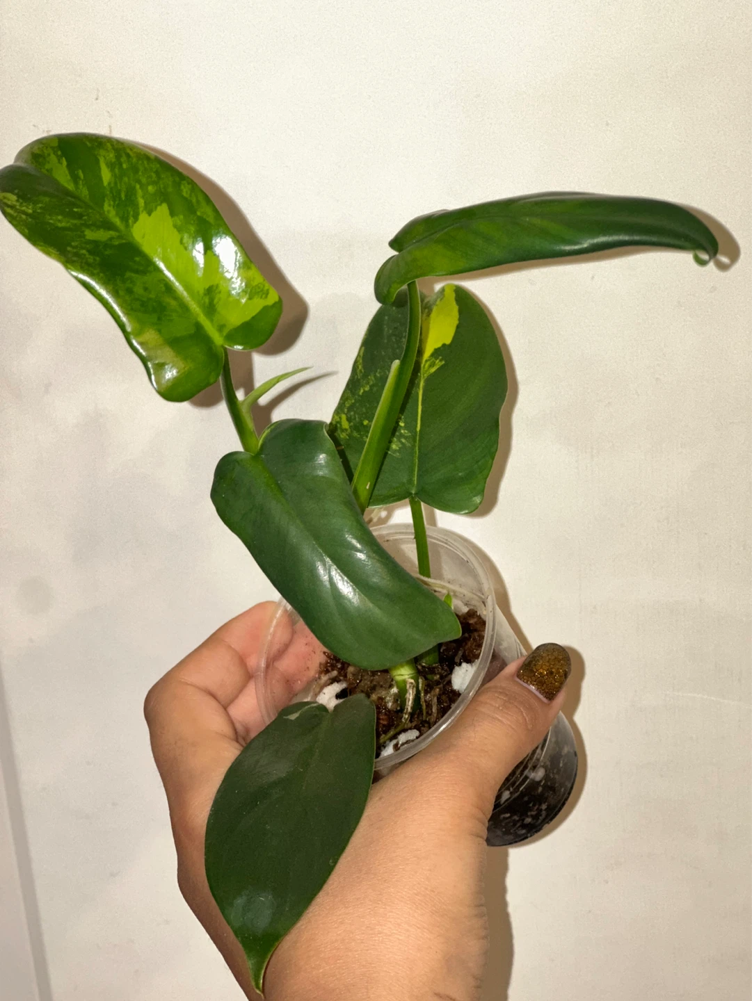 Philodendron Bipennifolium Variegated Plant - photo 2
