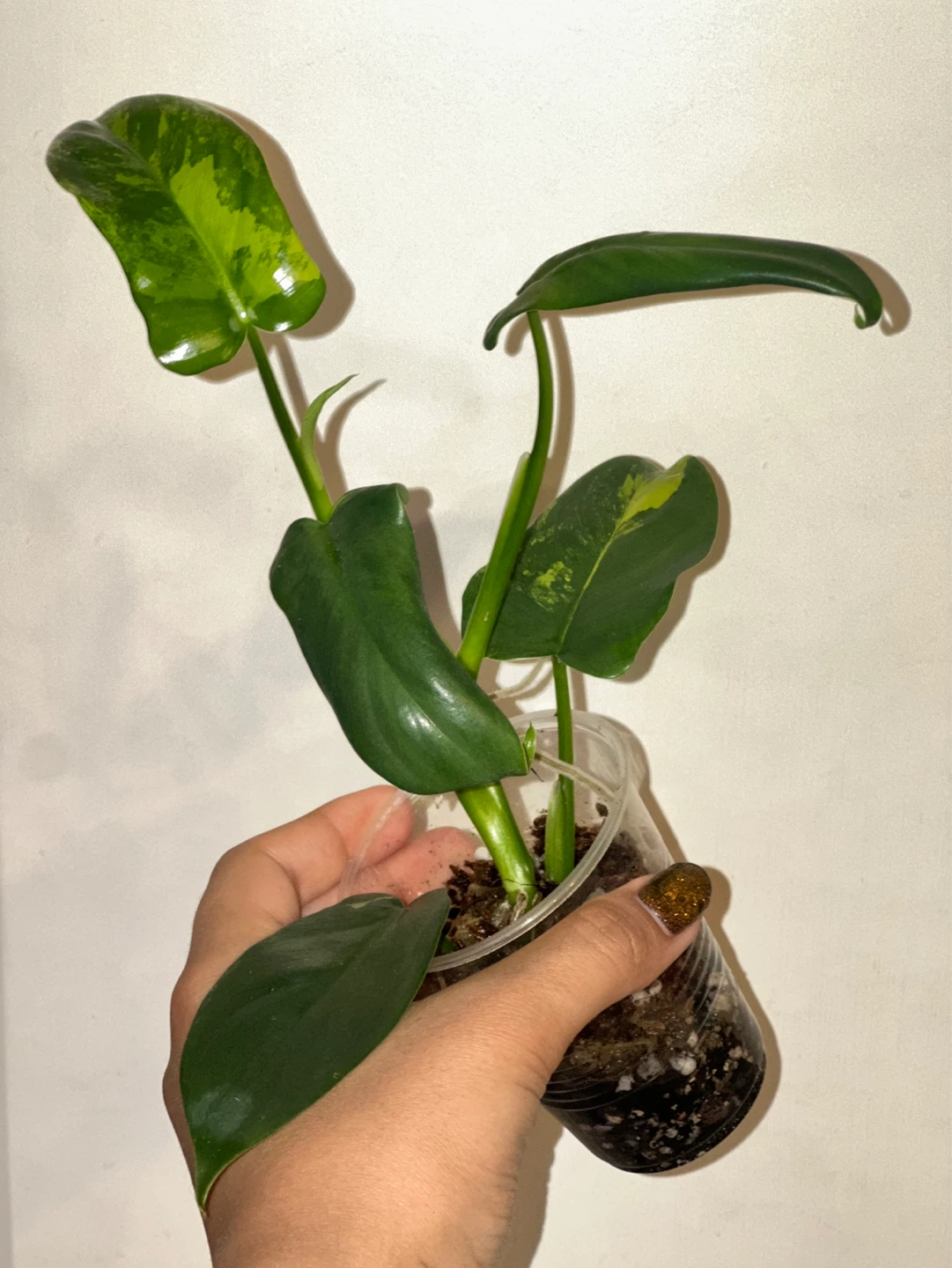 Philodendron Bipennifolium Variegated Plant