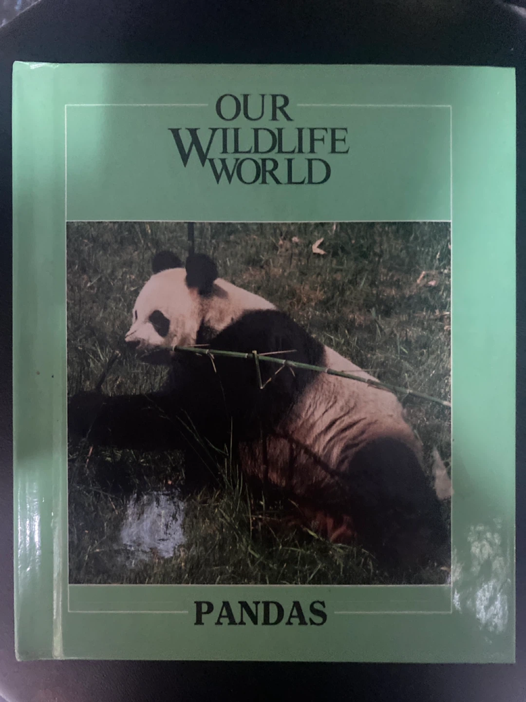 Our Wildlife World ⚽️ Pandas Book - photo 2