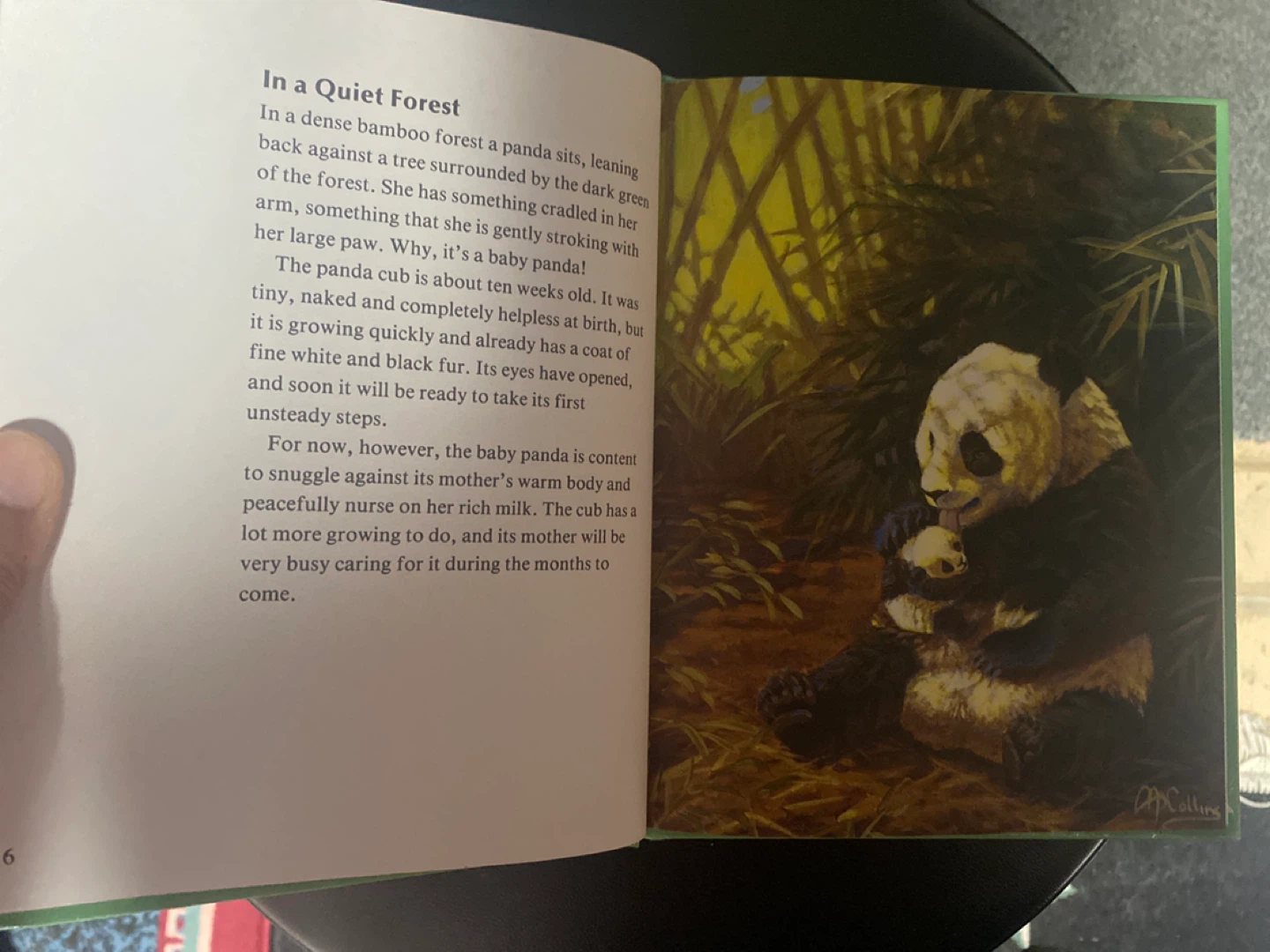 Our Wildlife World ⚽️ Pandas Book - photo 3