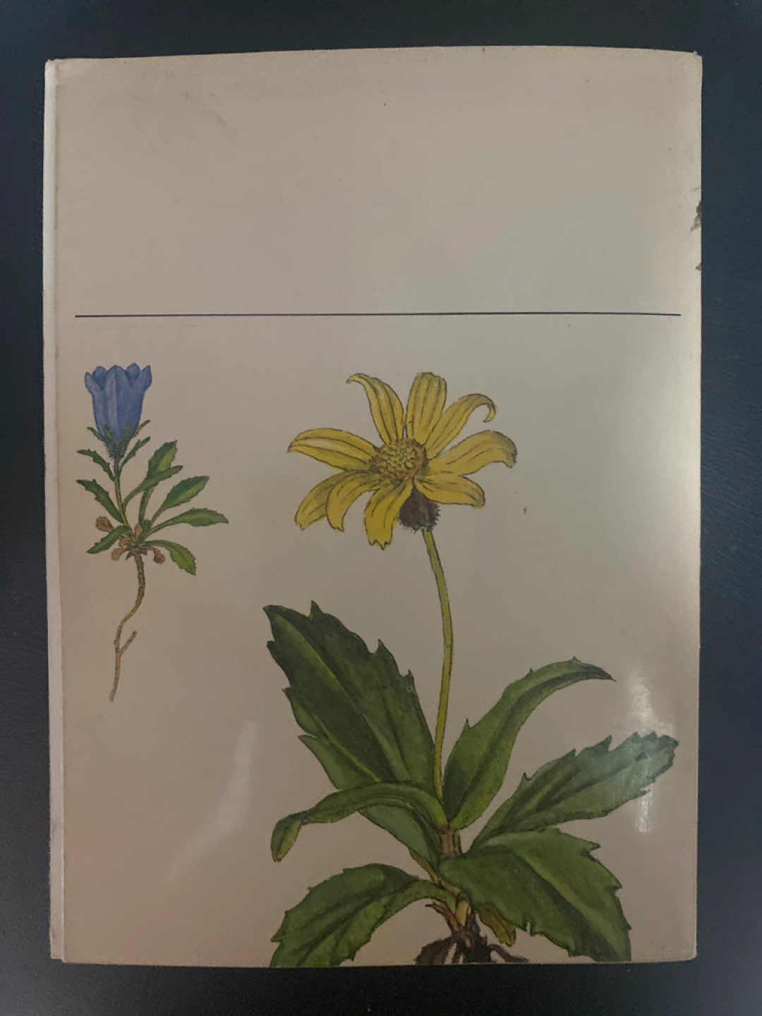 Plantes sauvages des montagnes Rocheuses ⚽️ Book - photo 2
