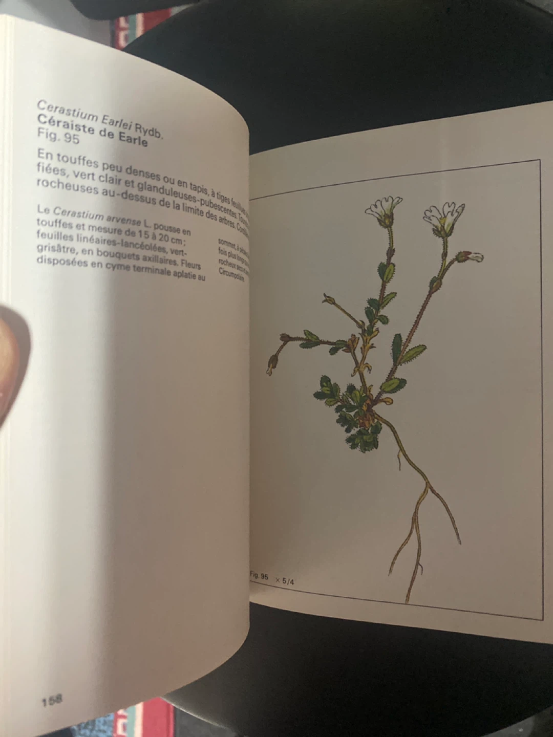Plantes sauvages des montagnes Rocheuses ⚽️ Book - photo 4