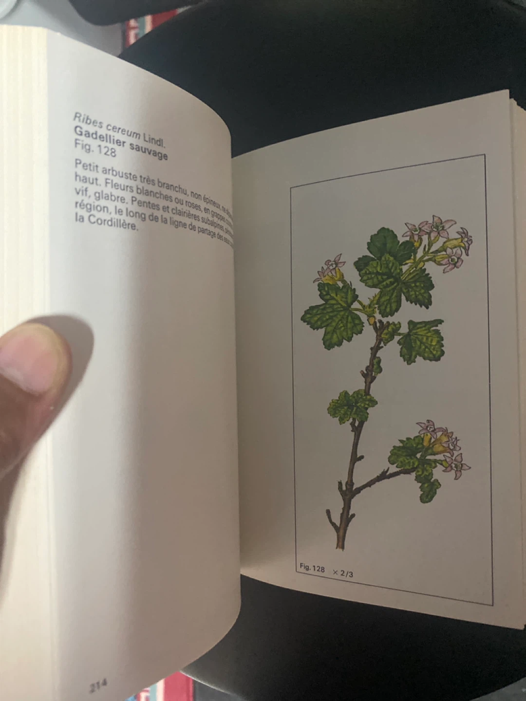 Plantes sauvages des montagnes Rocheuses ⚽️ Book - photo 3