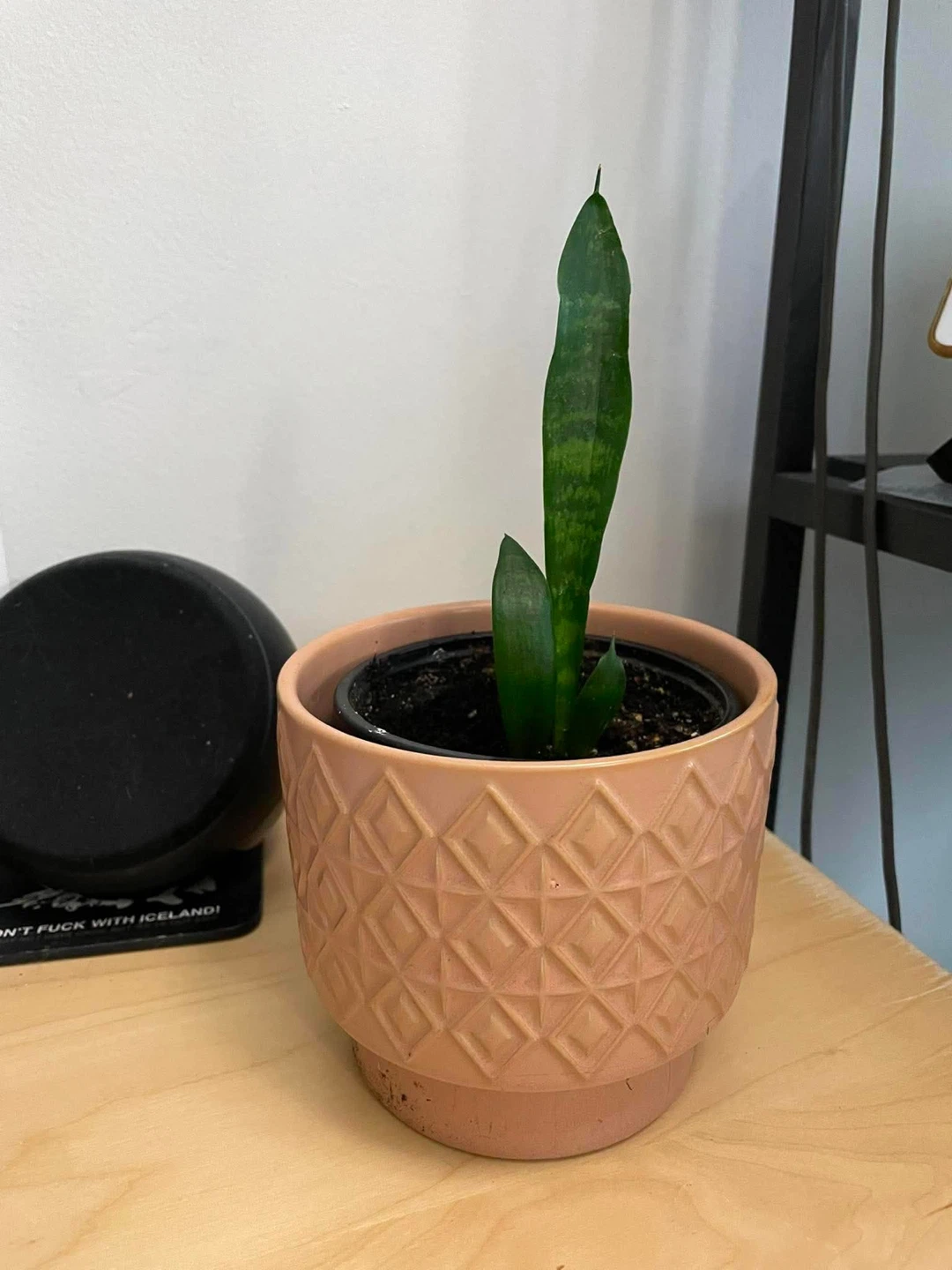 Snake Plant in Decorative Pot