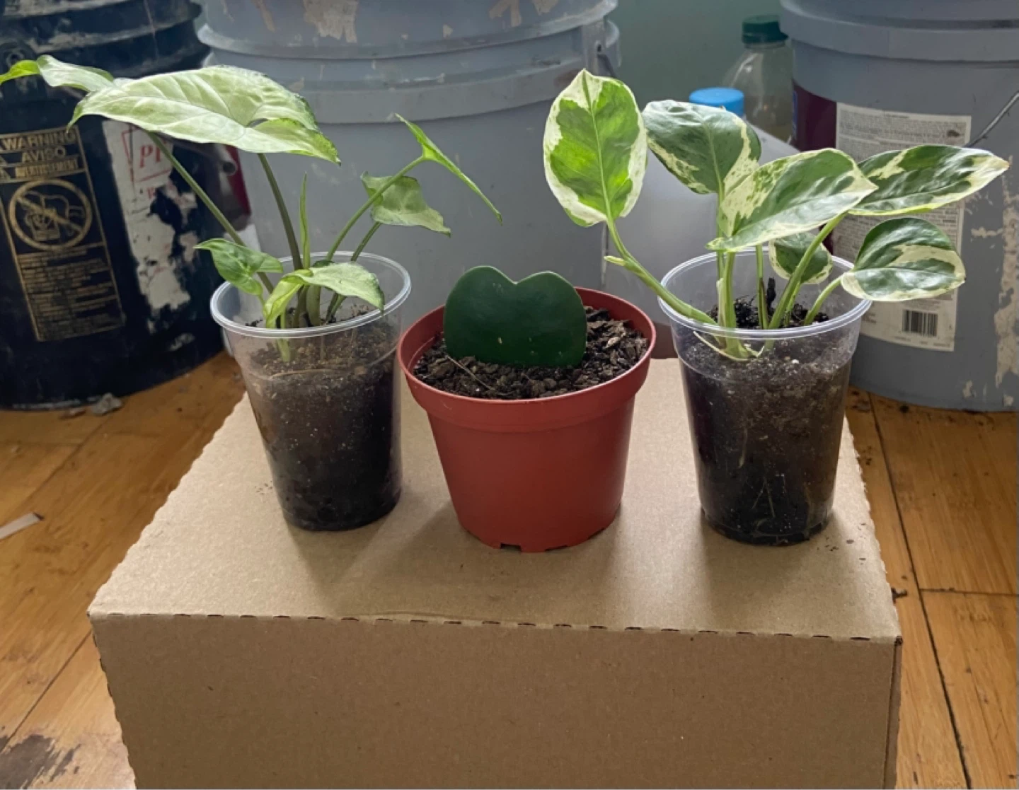 Assorted Houseplants - Syngonium & Hoya Kerrii , pothos