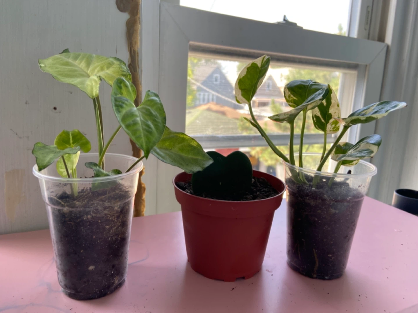 Assorted Houseplants - Syngonium & Hoya Kerrii , pothos - photo 3