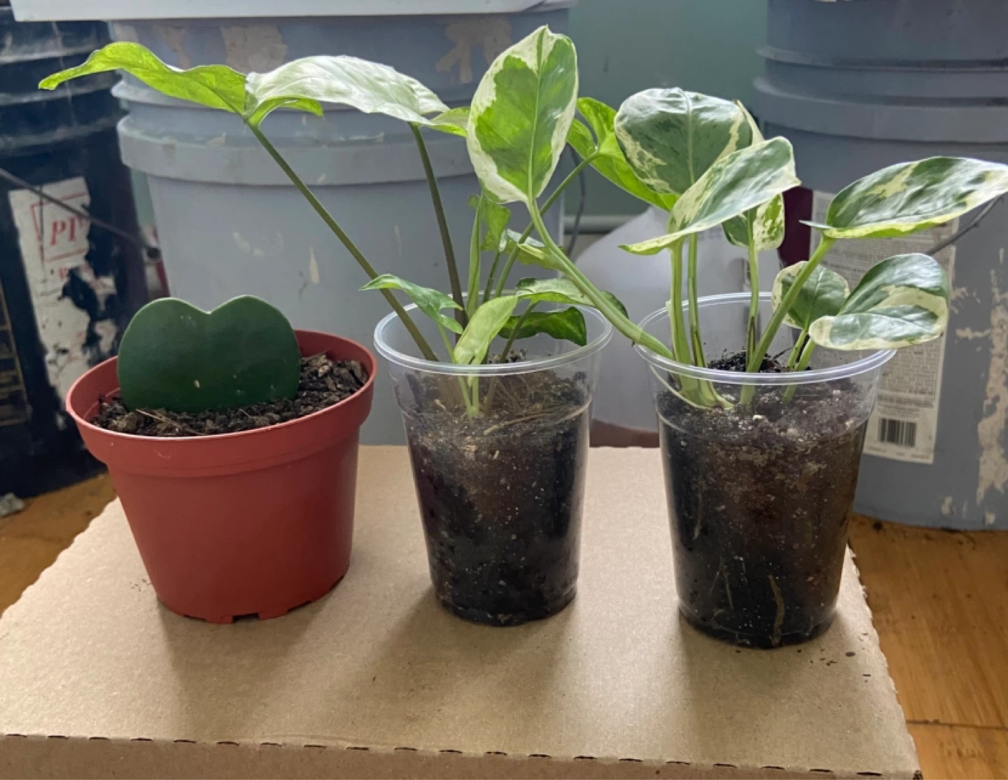 Assorted Houseplants - Syngonium & Hoya Kerrii , pothos - photo 2