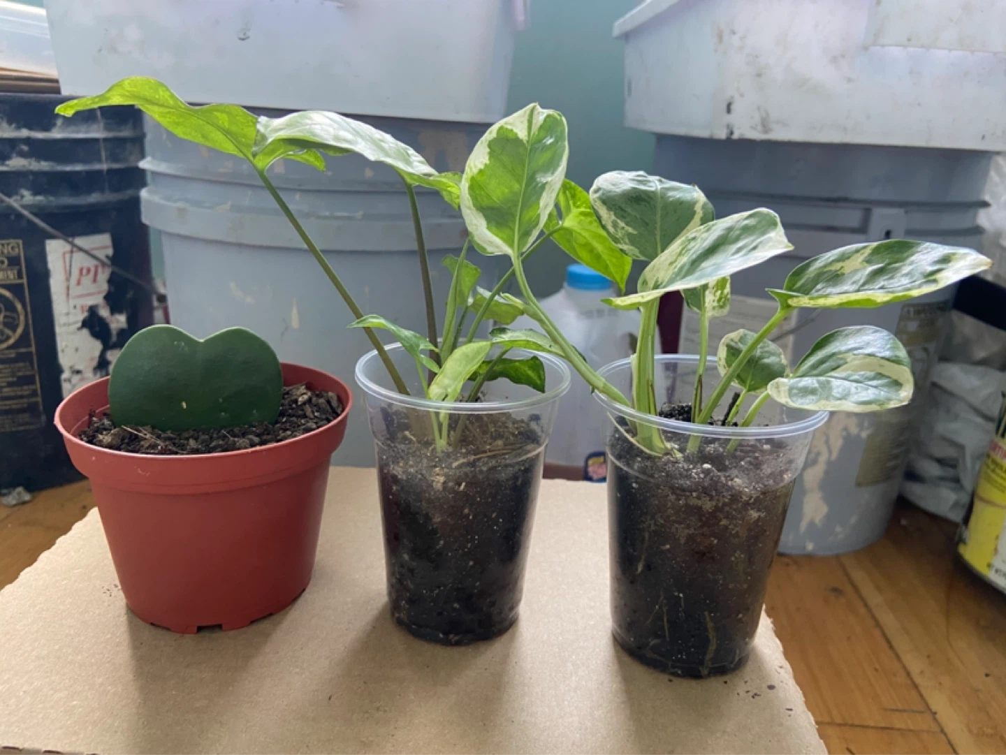 Assorted Houseplants - Syngonium & Hoya Kerrii , pothos - photo 4