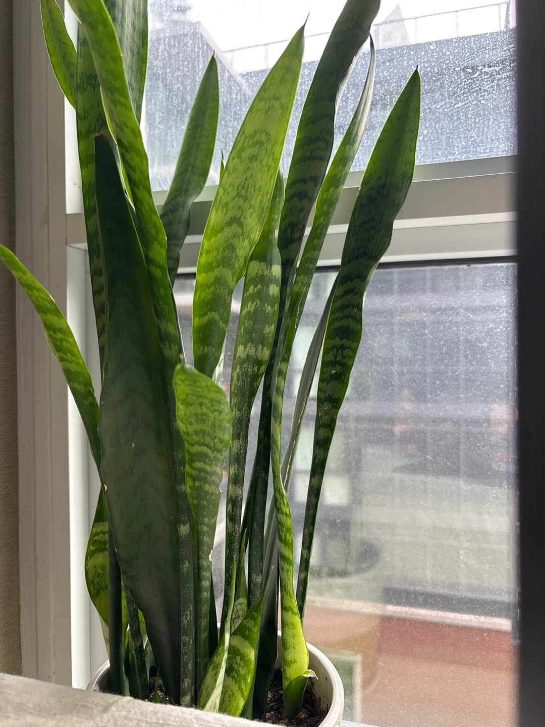 Snake Plant