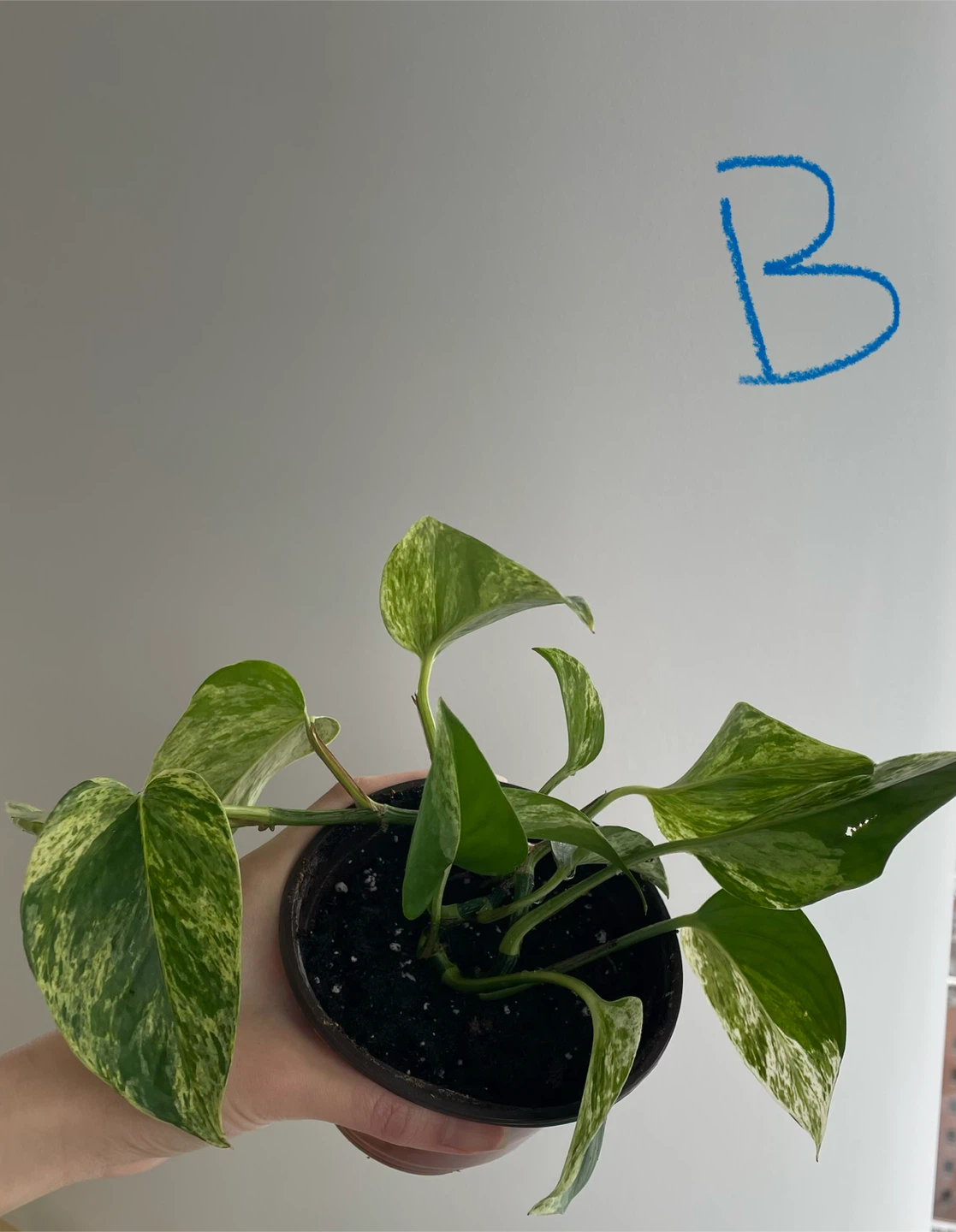 Various Marble Queen Pothos Plant - photo 3